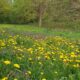 Frühlingswiese mit gelb blühendem Löwenzahn und purpurnen Taubnesseln