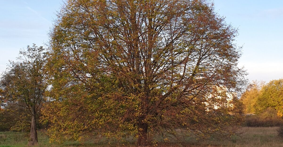 Das Bild zeigt einen Baum im Herbst mit orange-gelben Blättern