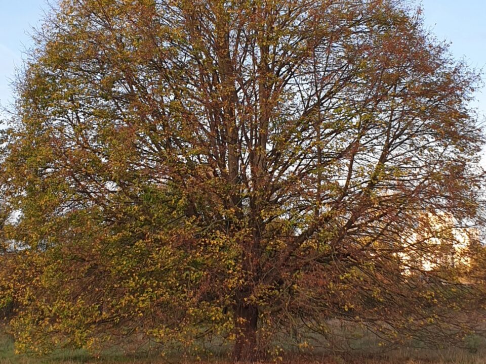 Das Bild zeigt einen Baum im Herbst mit orange-gelben Blättern