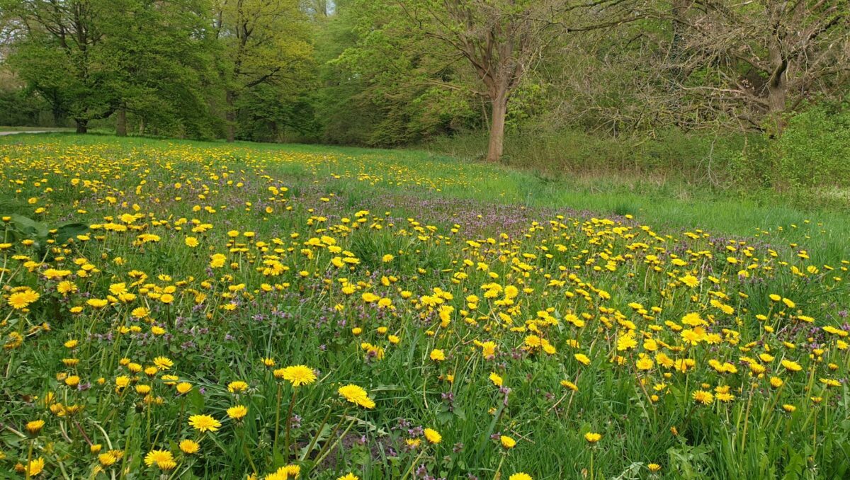 Frühlingserwachen